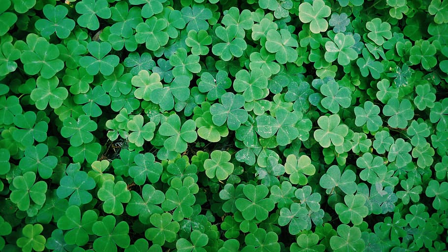 green leaves, background, land, green color, full frame, backgrounds HD wallpaper