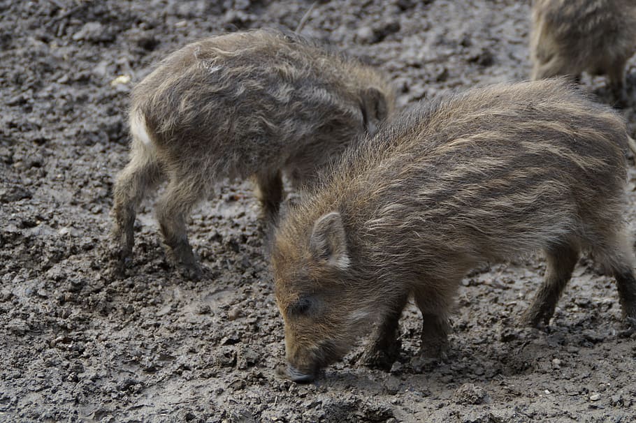 little pig, wild boars, litter, children, young, boy, pigs, HD wallpaper