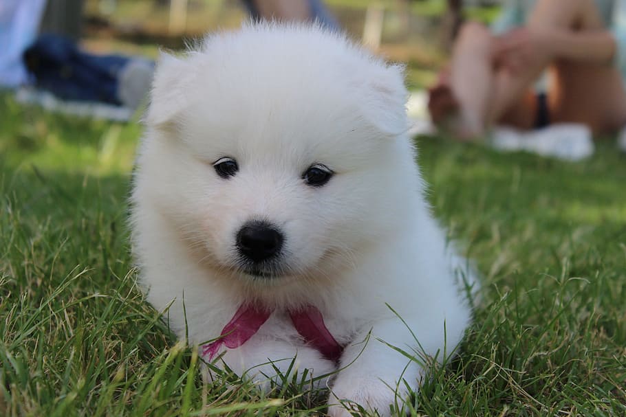 white puppy on grass, Dog, Samoyed, Spitz, White, Ball, teddy bear, HD wallpaper