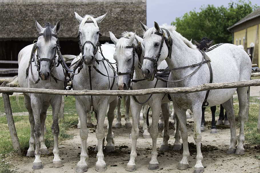 Hungarian, Team Of Grey Horses, collectively harnessed, hitching rail