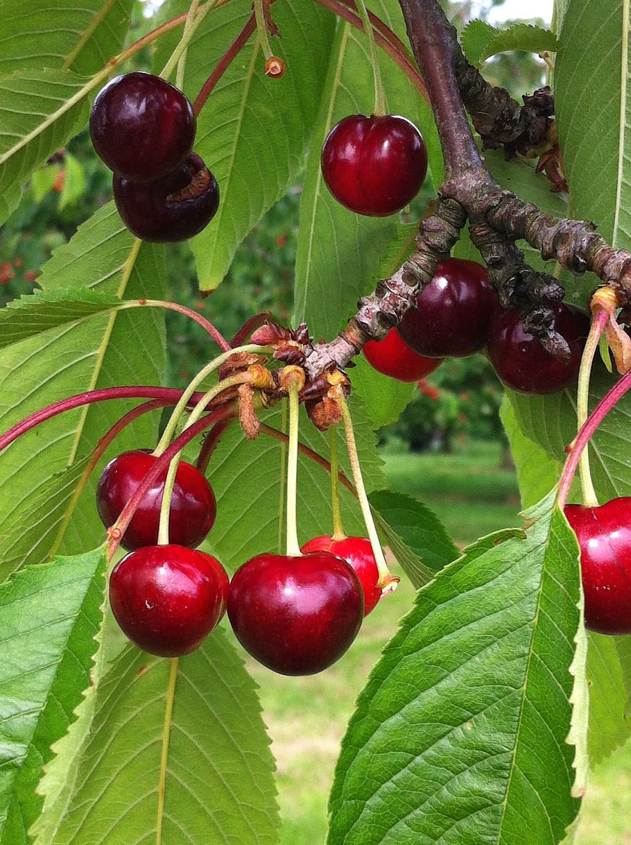 cherry, tree, spring, holland, betuwe, fruit, healthy eating HD wallpaper