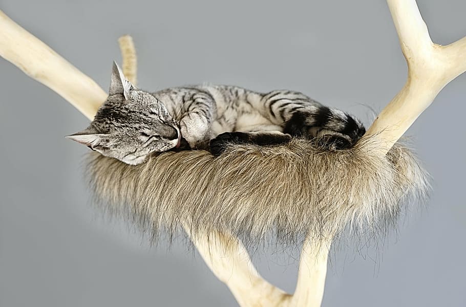 gray bullseye cat sleeping on gray nest, tree trunk, scratching post HD wallpaper