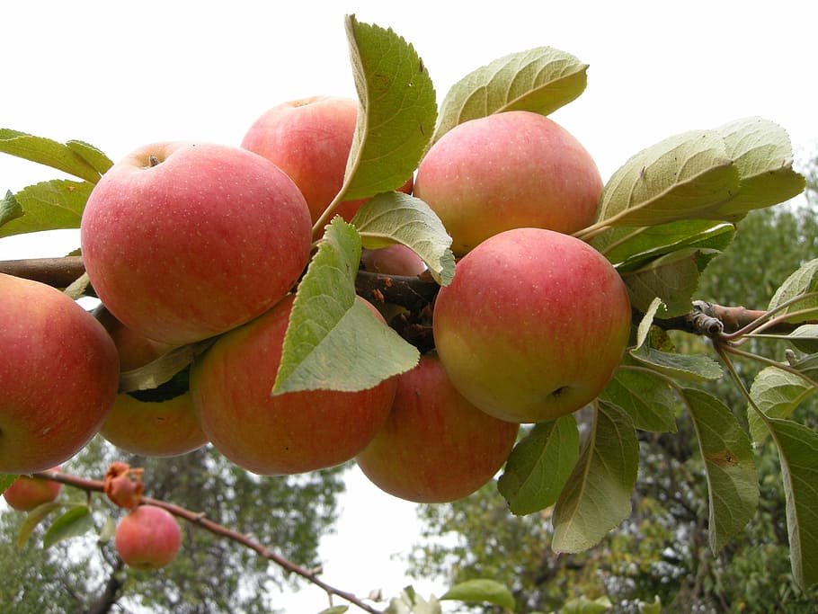 Apple, Pretty, Beautiful, food and drink, fruit, leaf, freshness HD wallpaper