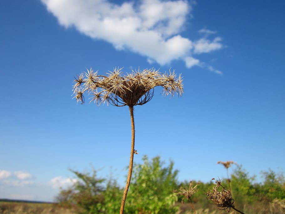 daucus carota, wild carrot, botany, wildflower, flora, species, HD wallpaper