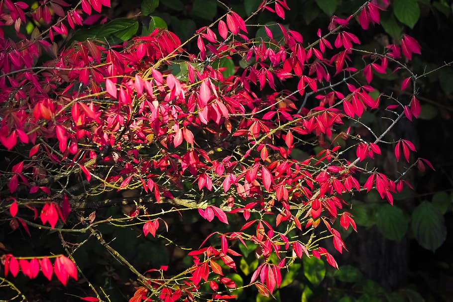 Autumn, Red, Leaves, Tree, Landscape, plant, park, golden autumn HD wallpaper