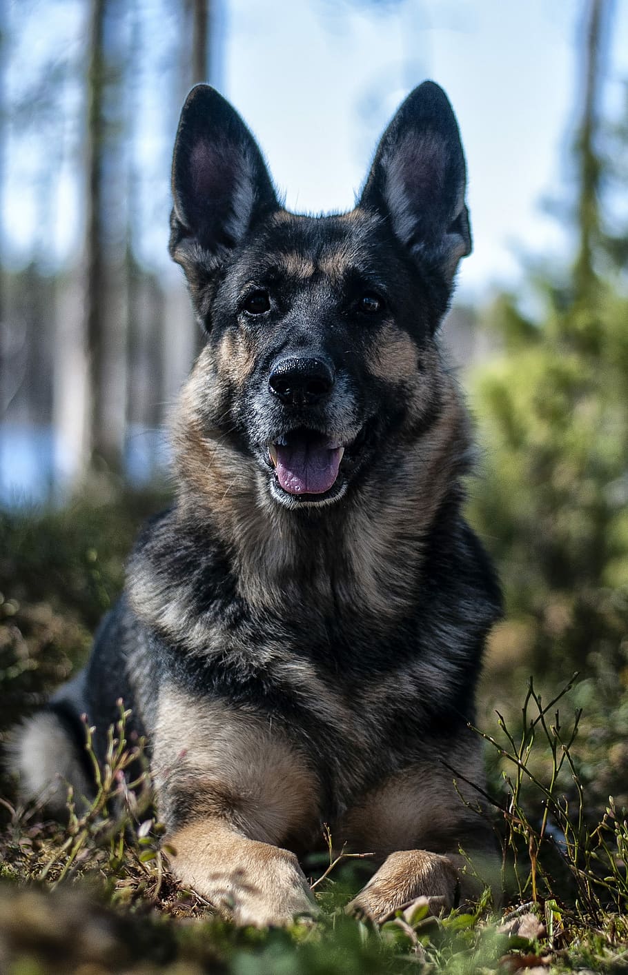 selective focus photography of adult black and tan German shepherd HD wallpaper