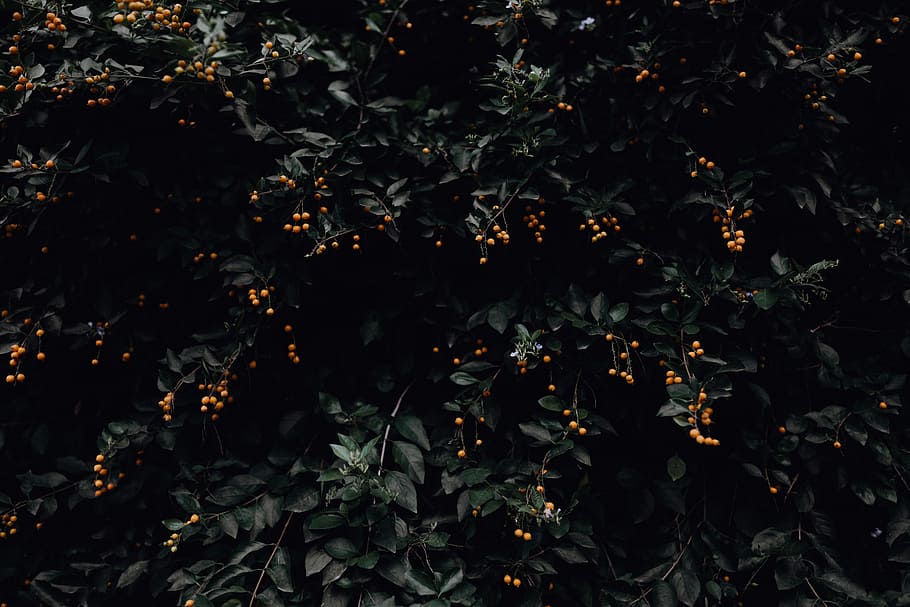 photo of orange fruit plant, orange fruits on trees, foliage HD wallpaper