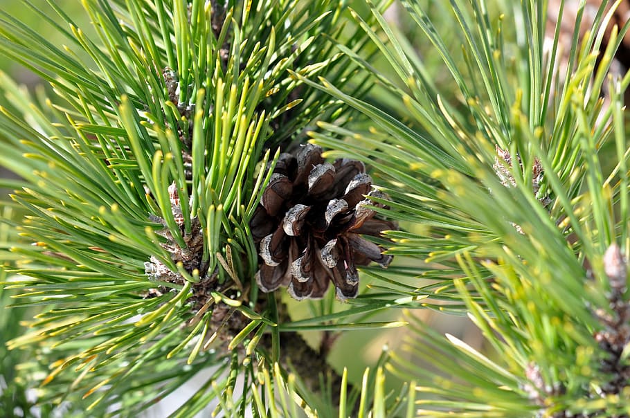 Pine, Tree, Pine Cone, Plant, Nature, pine tree, no people HD wallpaper