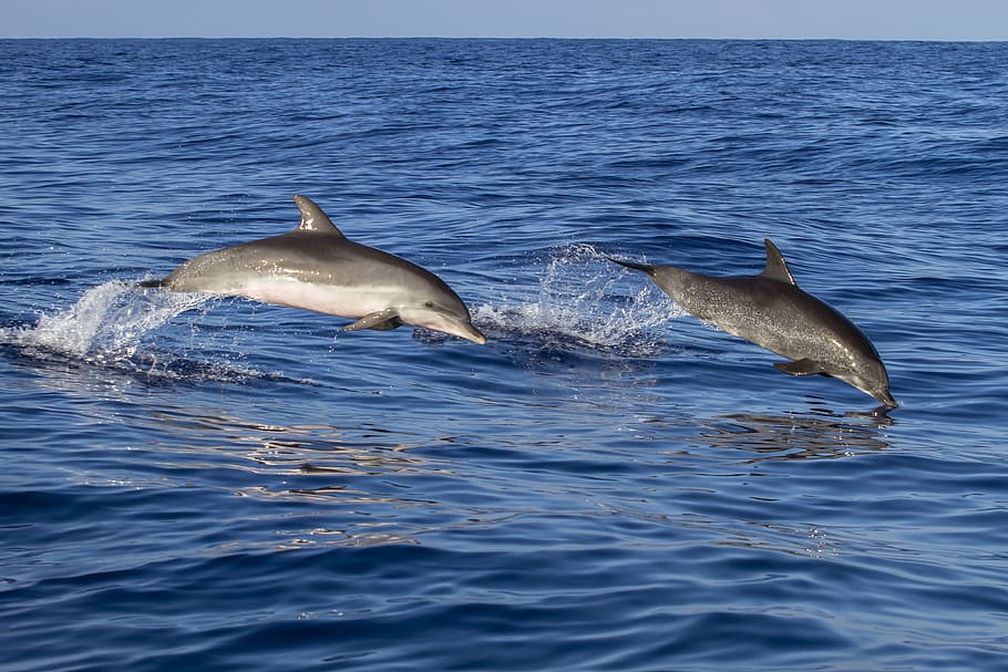 two gray dolphins jumping on ocean during daytime, animal, waters