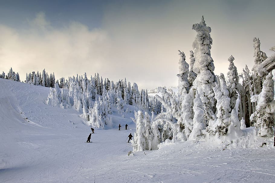 tree coated with snow photography, winter, outdoor, activity HD wallpaper