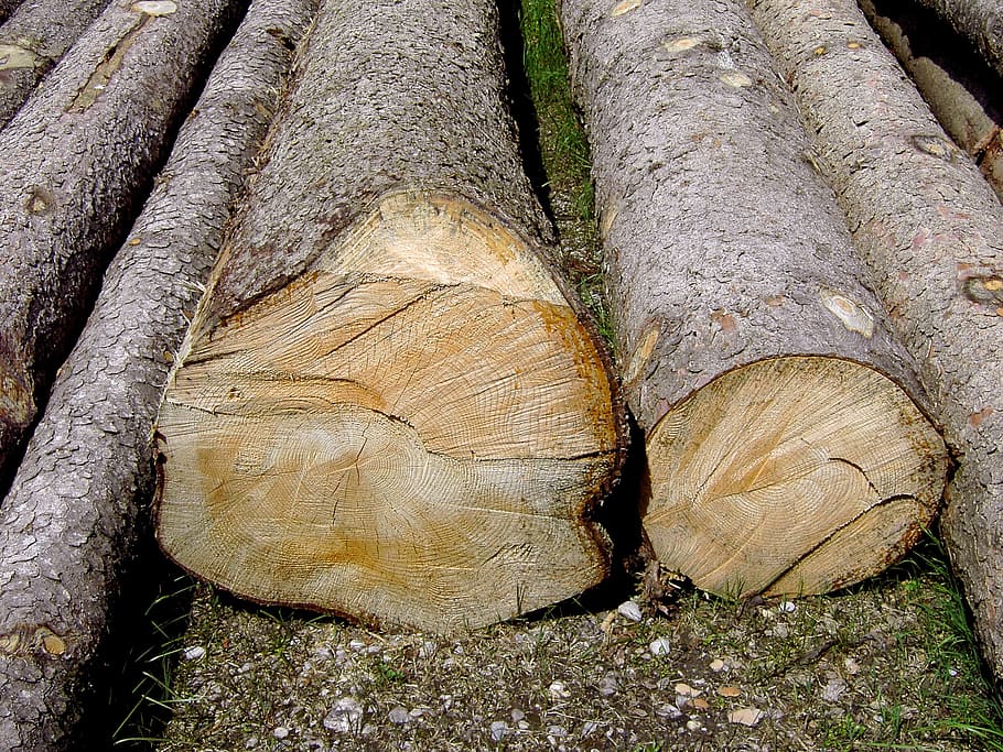 Felled, Tree Trunks, Work, Forest, felled tree trunks, bark HD wallpaper