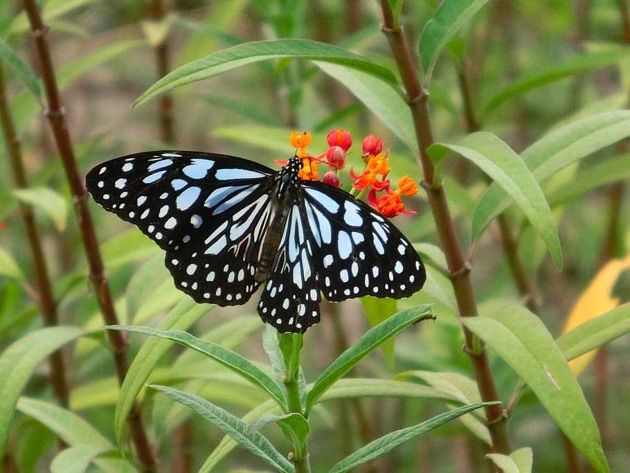butterfly, adopt honey, beautiful port, pattern, taiwan, biological HD wallpaper