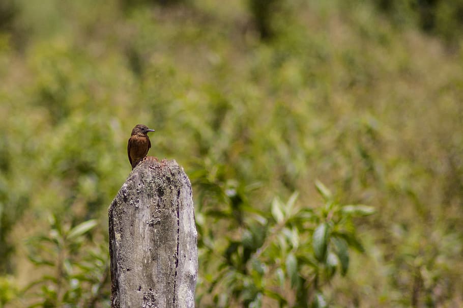 brown small beak bird on gray post, selective focus photo of brown bird perched on gray stone HD wallpaper