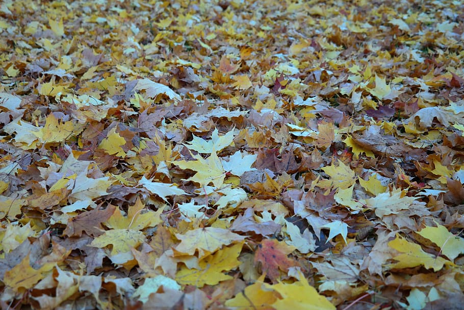 autumn, fall foliage, leaves, maple leaves, covered, fall leaves