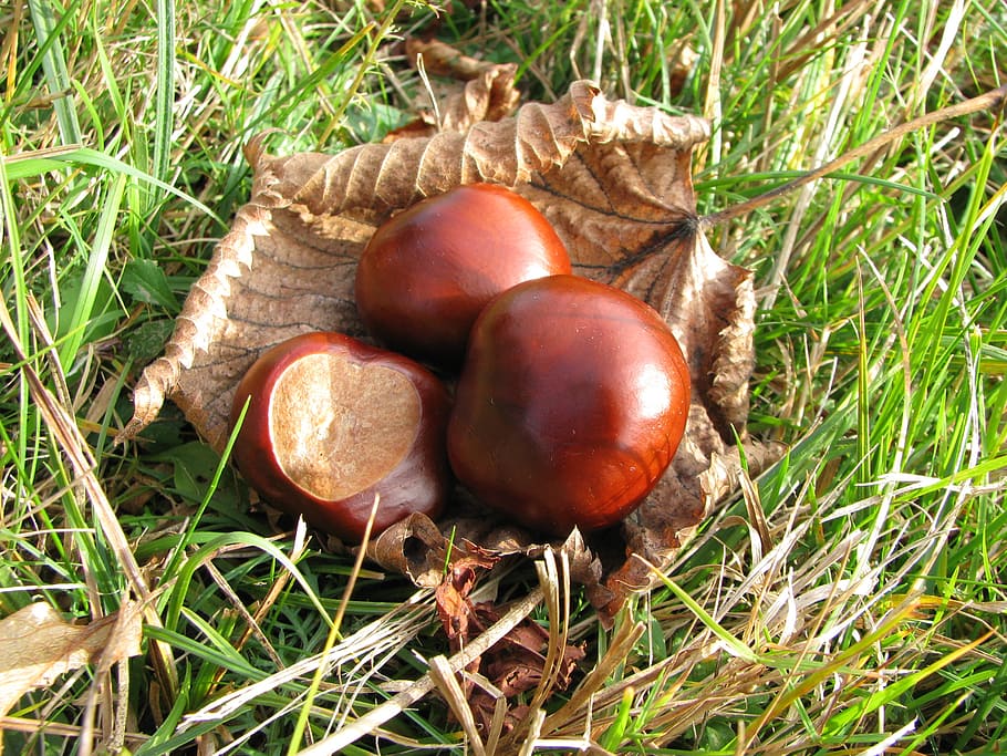 nature, chestnut, autumn, food, plant, food and drink, grass HD wallpaper