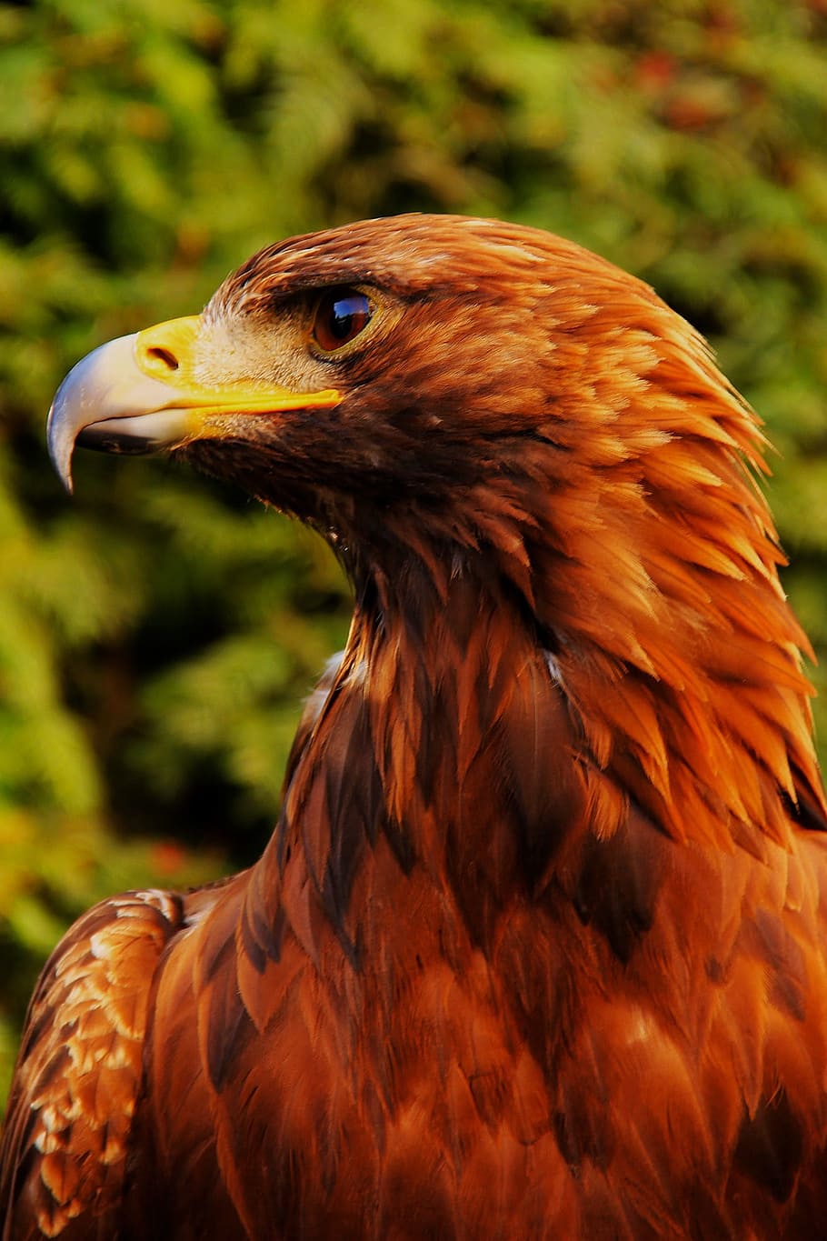 brown eagle photo, bird, predator, detail, beak, animal themes HD wallpaper