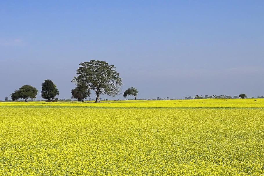green leafed-tree under blue sky during daytime, mustard, farming