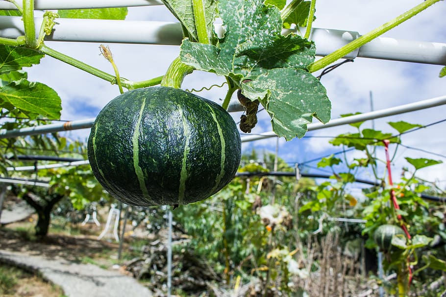 pumpkin, fruit, delicious, food and drink, freshness, plant HD wallpaper
