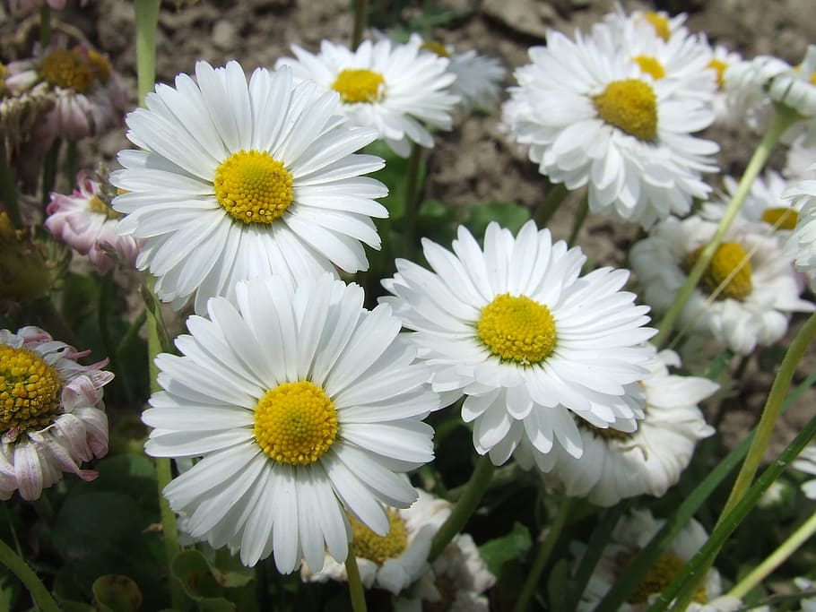 daisy, flowers, garden, spring, flowering plant, freshness HD wallpaper