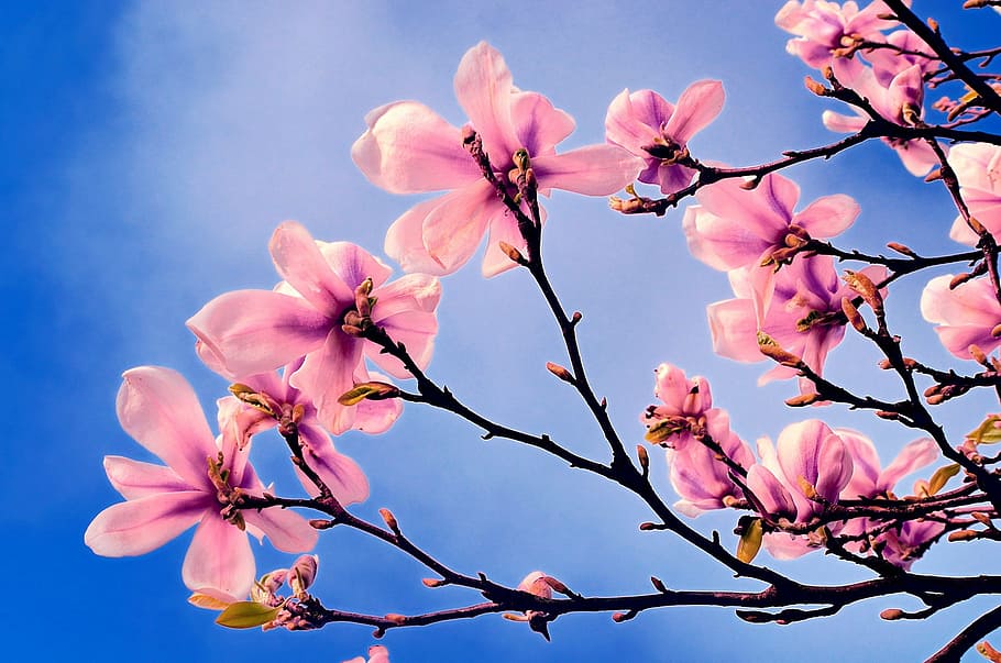 low-angle photography of Cherry Blossoms tree, spring, branch HD wallpaper