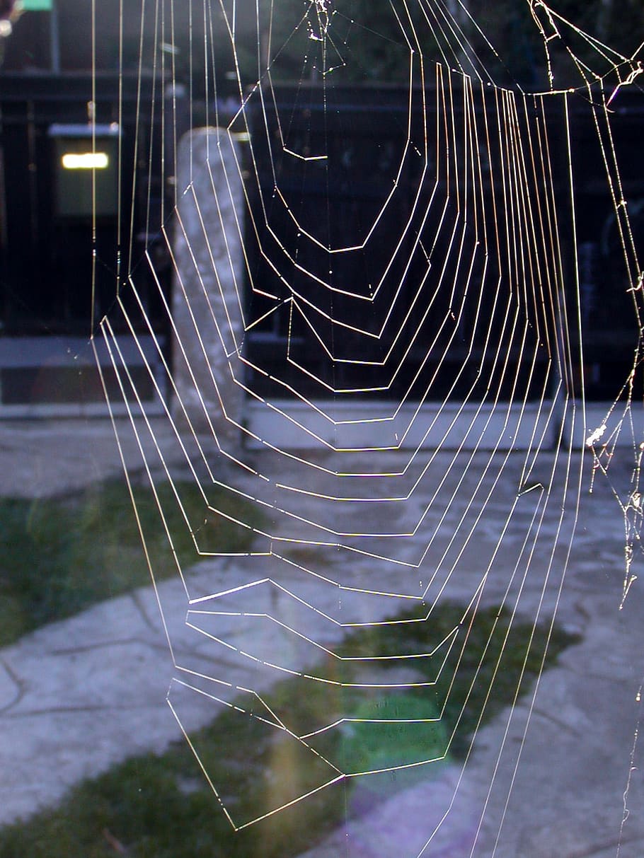 web, sun, light, spider, fiber, indian summer, spider web, fragility HD wallpaper