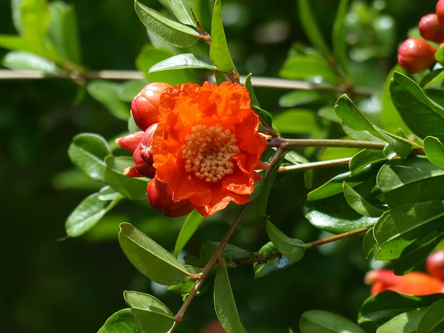 Orange, Back Light, Flower, Cups, bright, flower cups, open HD wallpaper
