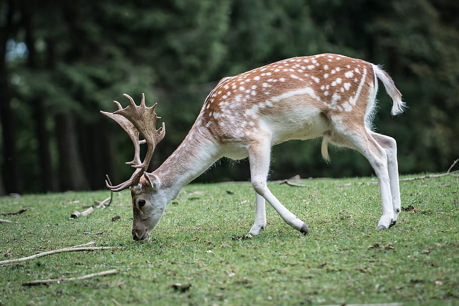 shallow focus photography of brown reindeer eating grass during daytime HD wallpaper
