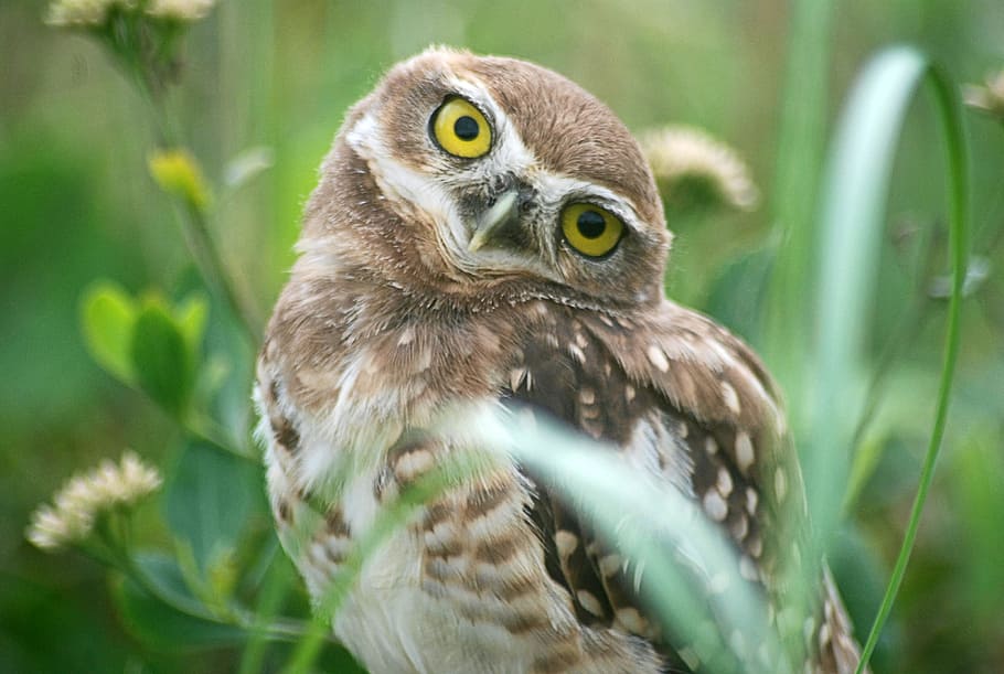 brown owl surrounded by green plants, bird, animals, animal wildlife HD wallpaper