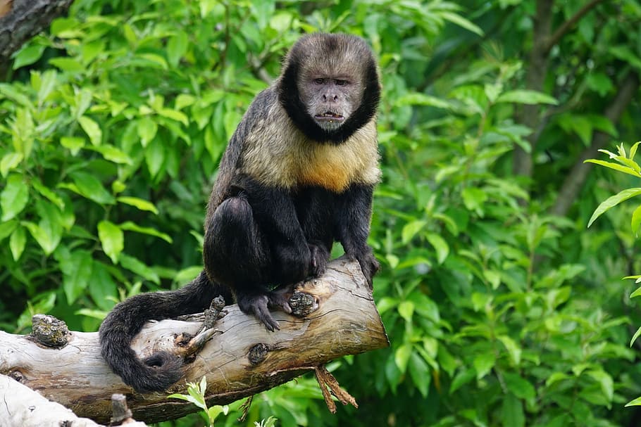 yellow breast-capuchin, monkey, primate, new world monkey, krallenaffe, HD wallpaper
