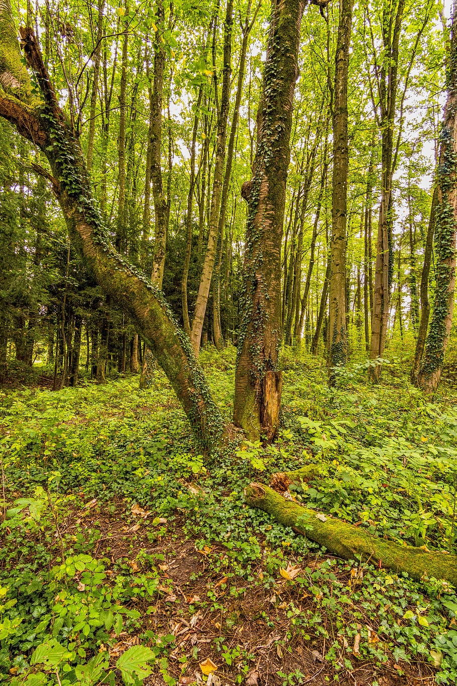 forest, tree, nature, forest floor, overgrown, away, still HD wallpaper