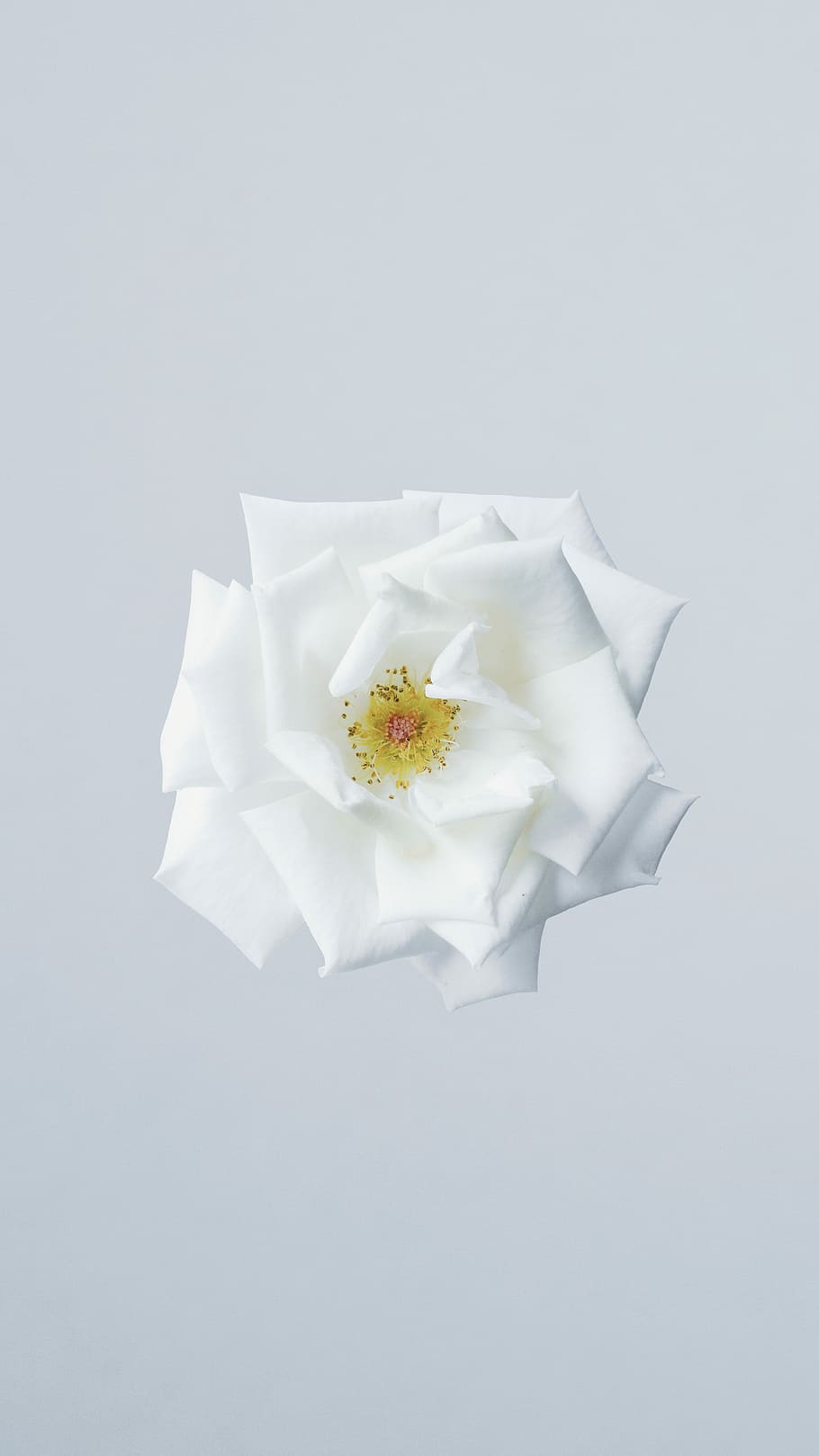 white flower, white petal flower closeup photo, rose, minimal HD wallpaper