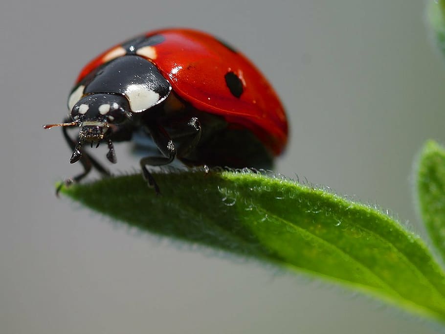 ladybug, beetle, red, points, lucky charm, leaf, insect, nature HD wallpaper