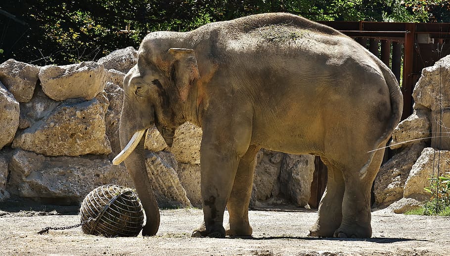 elephant, pachyderm, animal, animal portrait, africa, grauhaeuter, HD wallpaper