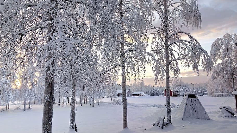 wintry, christmas, snow, cold, nature, snowy, winter, cold temperature HD wallpaper