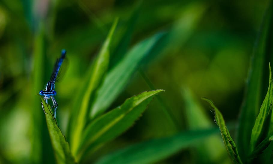 dragonfly, blue, insect, wings, animal, wildlife, macro, bugs HD wallpaper