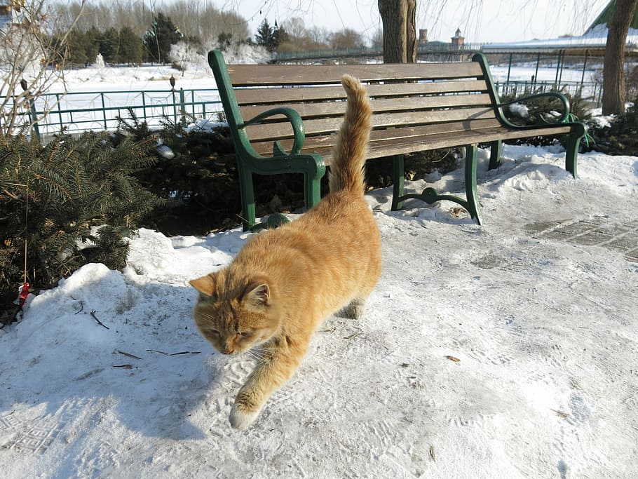 Cat, Snow, Chair, winter, domestic cat, pets, animal themes HD wallpaper