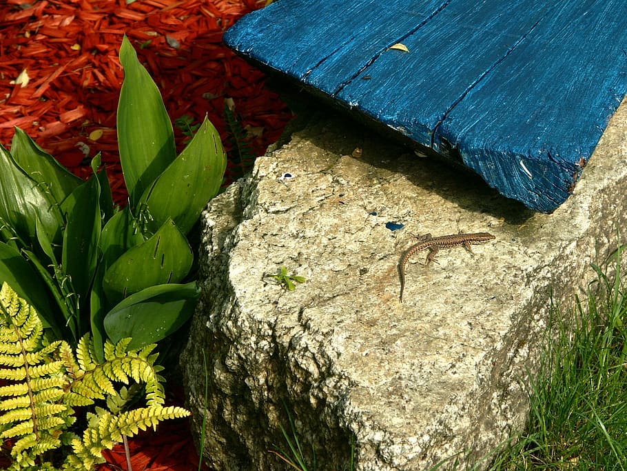 geometry, animal, wild, nature, shape, creative, lizard, plant part HD wallpaper