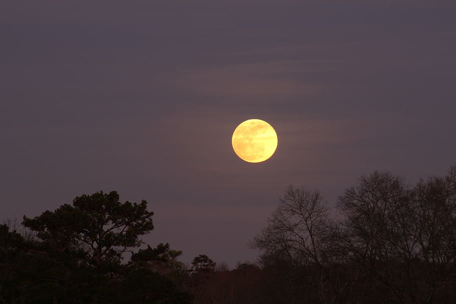 full moon, moonrise, sky, night, dusk, tree, beauty in nature HD wallpaper