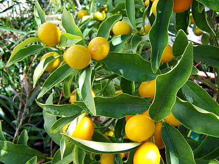 orange trees, citron, yellow fruit, lemon, healthy eating, leaf HD wallpaper
