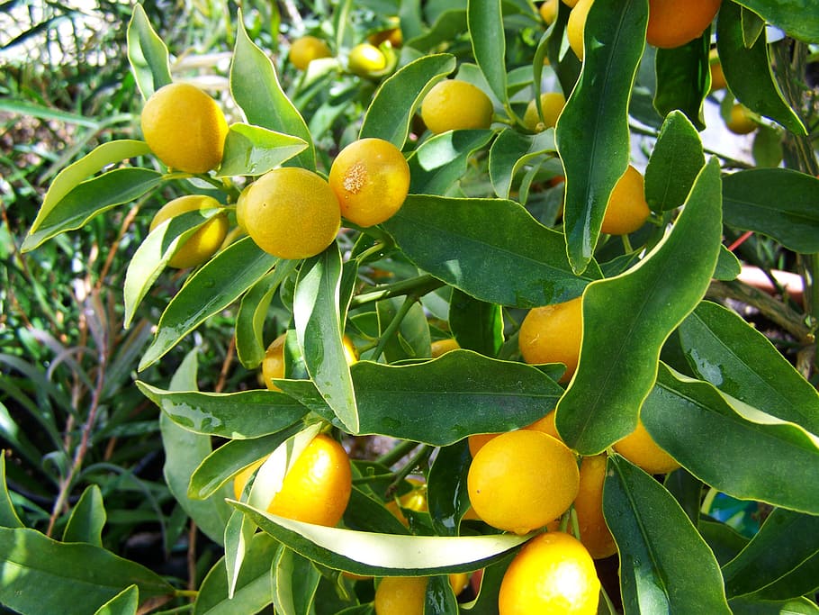 orange trees, citron, yellow fruit, lemon, healthy eating, leaf HD wallpaper