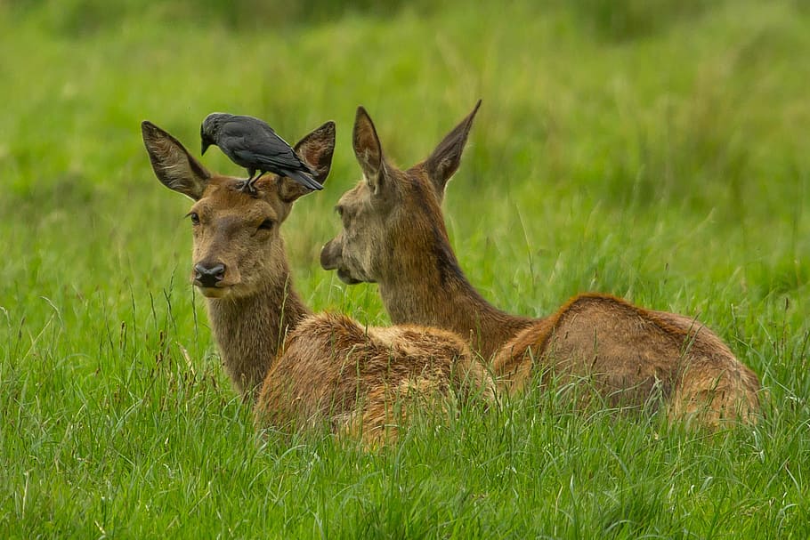 wildlife photography of deer with black crow on top, roe deer HD wallpaper