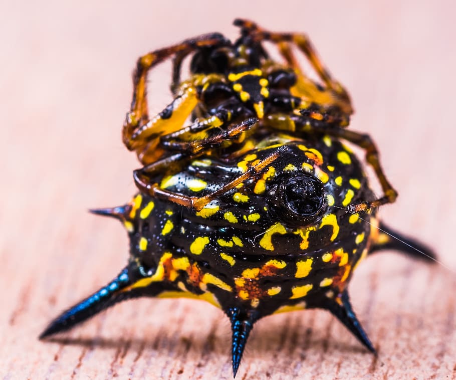 spider, arachnid, insect, close, yellow, exotic, tropical, supine position HD wallpaper