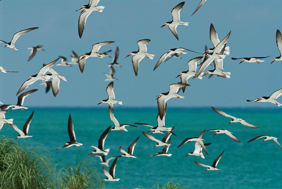 Flight, Skimmers, Flock, take, black, birds, animals, fauna HD wallpaper