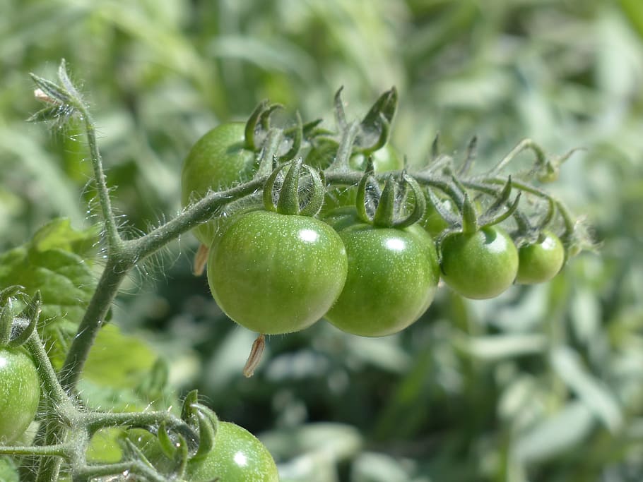 Tomatoes, Immature, Fruit, green, infructescence, tomatenrispe, HD wallpaper