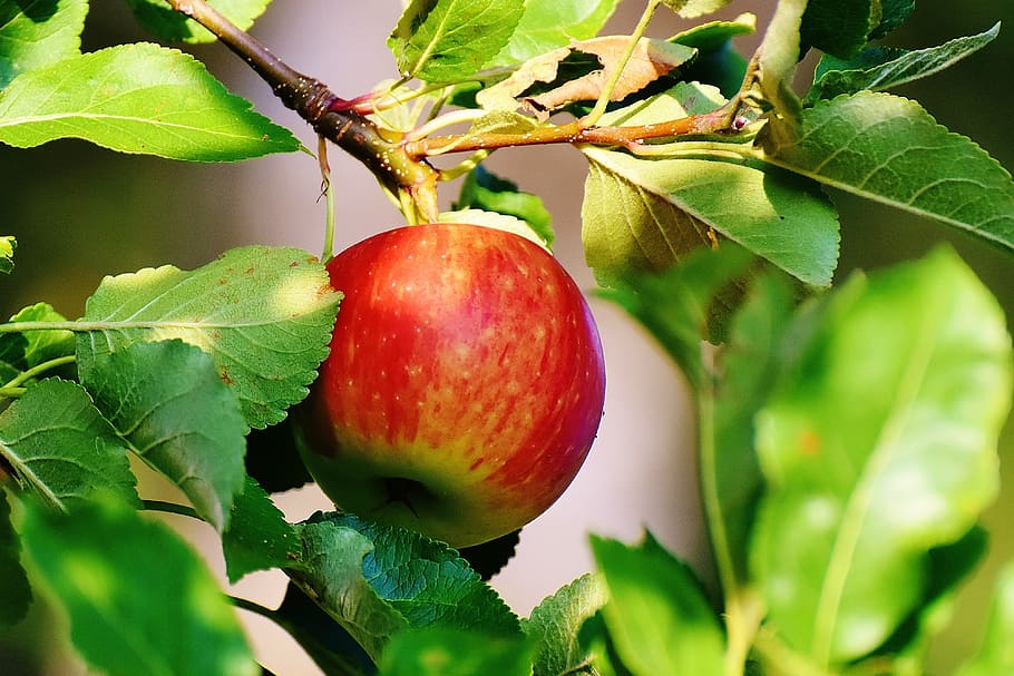 close-up photo of red apple on tree, fruit, apple tree, garden HD wallpaper