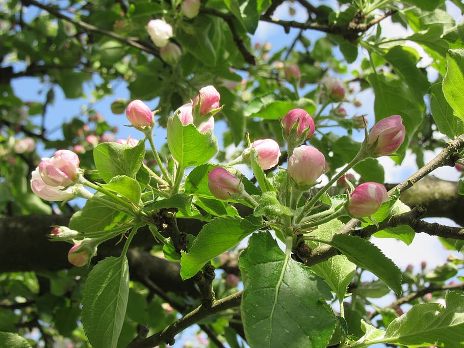 bud, apple buds, blossoms, growth, plant, leaf, plant part HD wallpaper