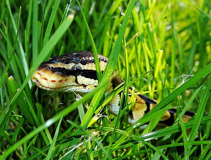 black and brown snake on green grass, ball python, garden, camouflage HD wallpaper