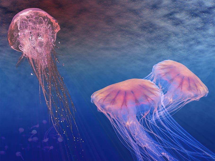 pink jellyfish wallpaper, live, jupiter, an alien, nature, underwater, HD wallpaper