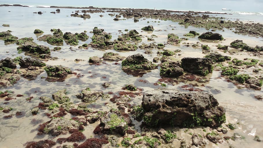 rocks, reef, costa, beach, kite, great river of the north, sol HD wallpaper