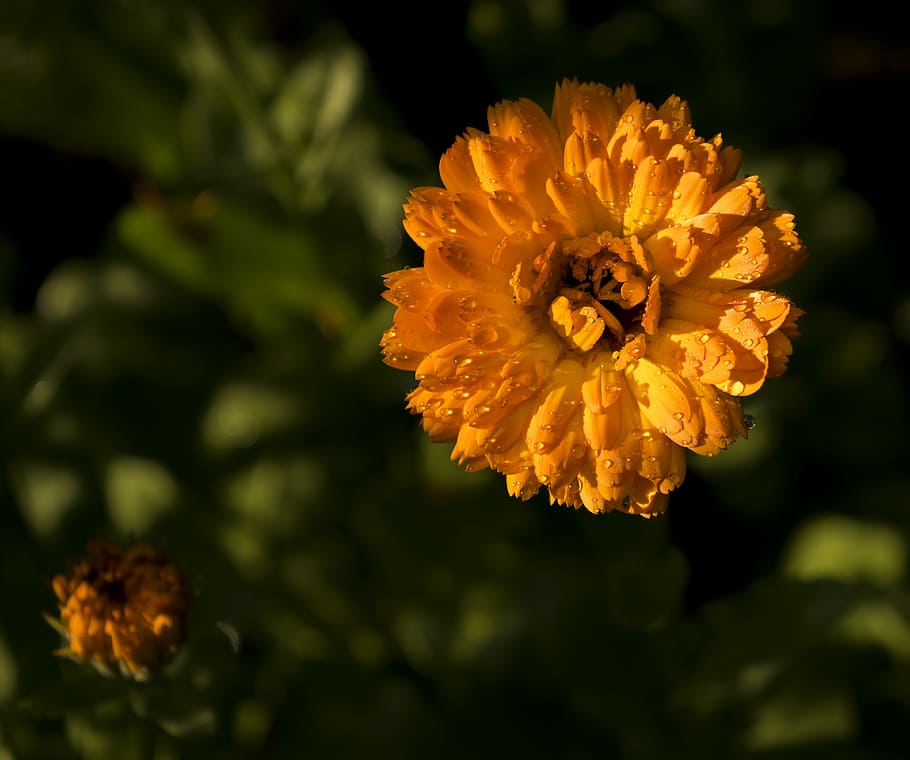 calendula, nature, orange, spring, petals, flower, flowering plant HD wallpaper